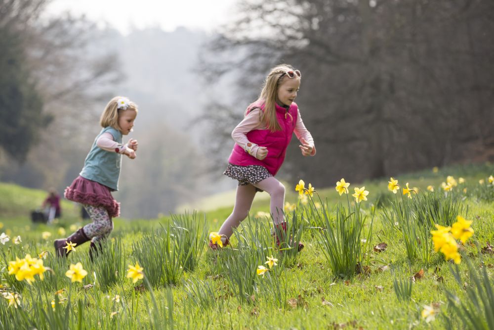 Children amongst the daffodils at National Trust Cliveden, image Chris Lacey